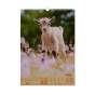 Календар настінний 2027 р., А3, 1 пружина, Cute goat
