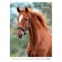 Календарь настенный А3 2026, Horses